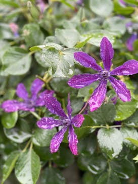 横浜イングリッシュガーデンに投稿された画像（2023/5/27）