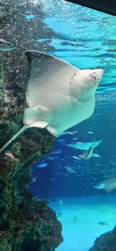 サンシャイン水族館に投稿された画像（2023/5/3）