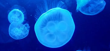 サンシャイン水族館に投稿された画像（2023/5/3）