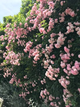 横浜イングリッシュガーデンに投稿された画像（2023/5/28）