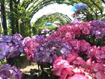 横浜イングリッシュガーデンに投稿された画像（2023/5/28）