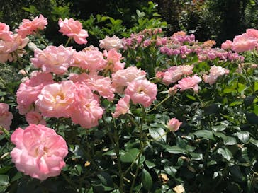 横浜イングリッシュガーデンに投稿された画像（2023/5/28）