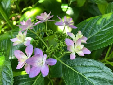 横浜イングリッシュガーデンに投稿された画像（2023/5/28）