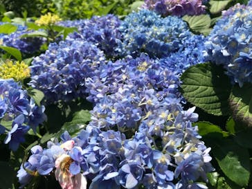 横浜イングリッシュガーデンに投稿された画像（2023/5/28）