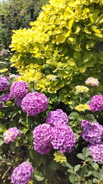 横浜イングリッシュガーデンに投稿された画像（2023/5/28）