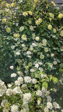 横浜イングリッシュガーデンに投稿された画像（2023/5/28）