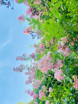 横浜イングリッシュガーデンに投稿された画像（2023/5/28）