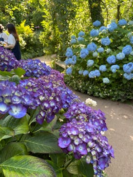 横浜イングリッシュガーデンに投稿された画像（2023/5/28）