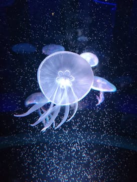 京都水族館に投稿された画像（2023/5/28）