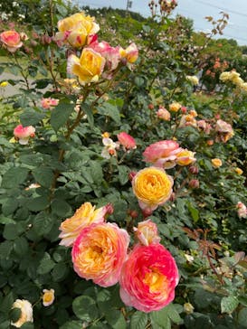 いばらきフラワーパークに投稿された画像（2023/5/28）