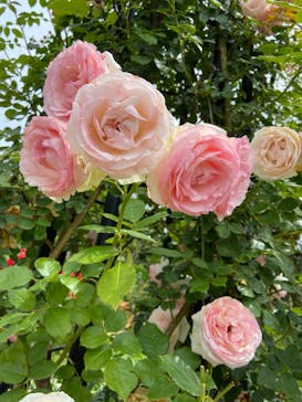 いばらきフラワーパークに投稿された画像（2023/5/28）