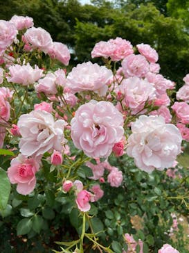 いばらきフラワーパークに投稿された画像（2023/5/28）