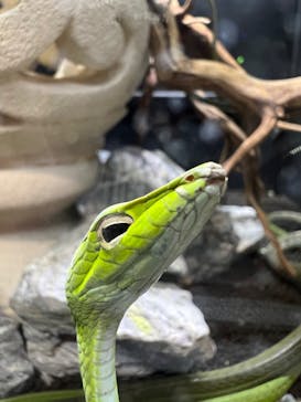 NARA IKIMONO MUSEUMに投稿された画像（2023/5/28）