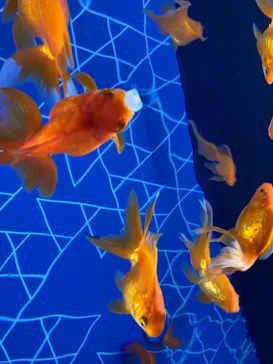 すみだ水族館に投稿された画像（2023/5/28）