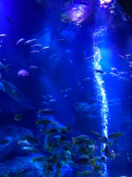 すみだ水族館に投稿された画像（2023/5/28）