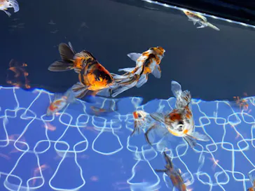 すみだ水族館に投稿された画像（2023/5/28）