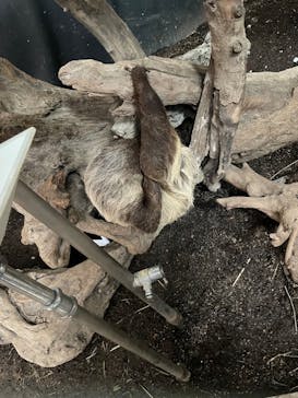 カワスイ 川崎⽔族館に投稿された画像（2023/5/28）