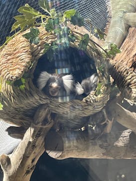 カワスイ 川崎⽔族館に投稿された画像（2023/5/28）