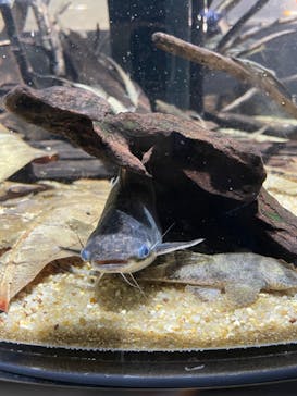 カワスイ 川崎⽔族館に投稿された画像（2023/5/28）