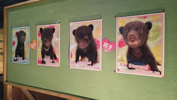 奥飛騨クマ牧場に投稿された画像（2023/5/28）