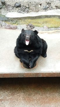 奥飛騨クマ牧場に投稿された画像（2023/5/28）