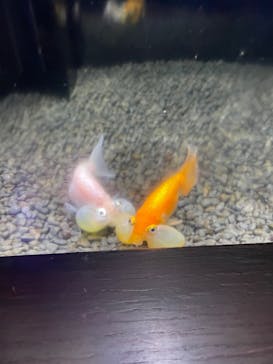 横浜開運水族館 フォーチュンアクアリウムに投稿された画像（2023/5/28）