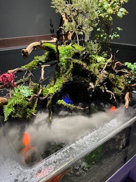 横浜開運水族館 フォーチュンアクアリウムに投稿された画像（2023/5/28）