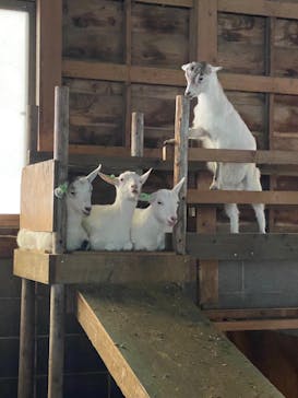 まかいの牧場に投稿された画像（2023/5/28）