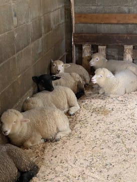 まかいの牧場に投稿された画像（2023/5/28）