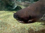 世界淡水魚園水族館　アクア・トトぎふに投稿された画像（2023/5/28）