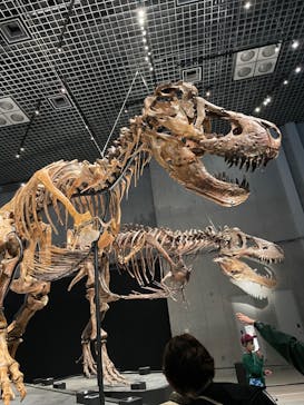特別展「恐竜博2023」に投稿された画像（2023/5/28）