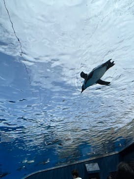 サンシャイン水族館に投稿された画像（2023/5/28）