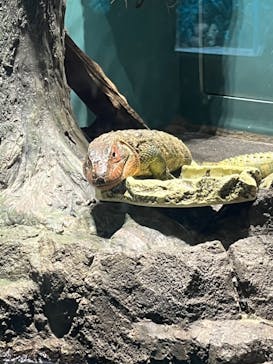 サンシャイン水族館に投稿された画像（2023/5/28）