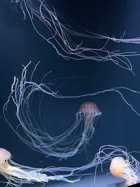 サンシャイン水族館に投稿された画像（2023/5/28）