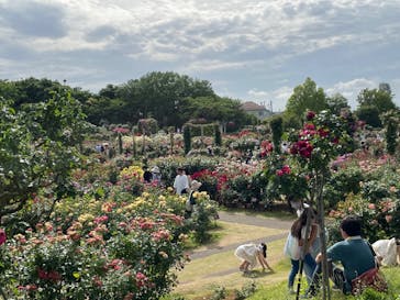 京成バラ園に投稿された画像（2023/5/28）