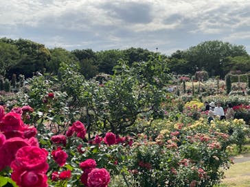 京成バラ園に投稿された画像（2023/5/28）