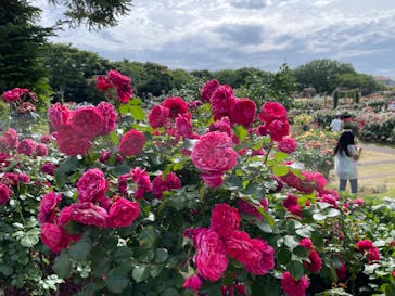 京成バラ園に投稿された画像（2023/5/28）