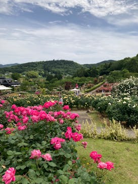 いばらきフラワーパークに投稿された画像（2023/5/28）