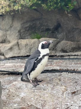 サンシャイン水族館に投稿された画像（2023/5/28）