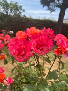 京成バラ園に投稿された画像（2023/5/28）