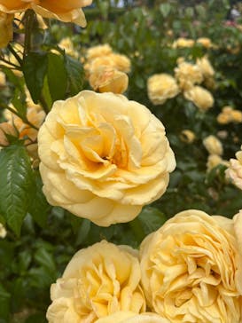 京成バラ園に投稿された画像（2023/5/28）