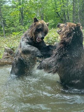 サホロリゾート　ベア･マウンテンに投稿された画像（2023/5/28）