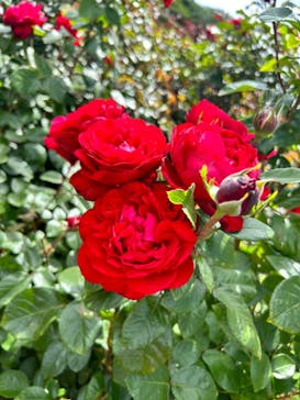 京成バラ園に投稿された画像（2023/5/28）