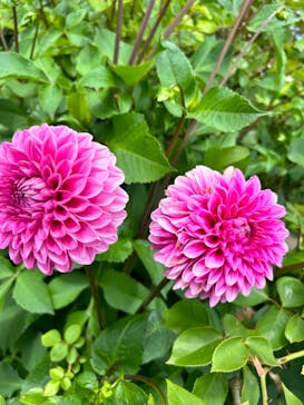 京成バラ園に投稿された画像（2023/5/28）