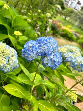 京成バラ園に投稿された画像（2023/5/28）