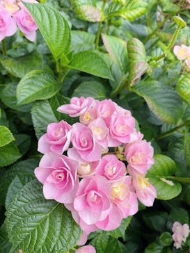 横浜イングリッシュガーデンに投稿された画像（2023/5/28）