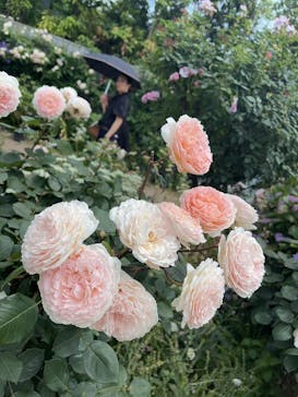 横浜イングリッシュガーデンに投稿された画像（2023/5/28）