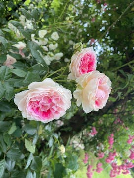 横浜イングリッシュガーデンに投稿された画像（2023/5/28）