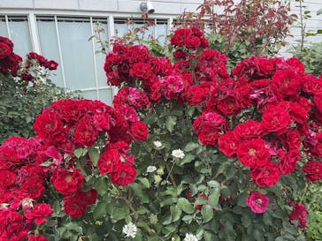 横浜イングリッシュガーデンに投稿された画像（2023/5/28）