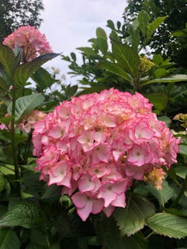 横浜イングリッシュガーデンに投稿された画像（2023/5/28）